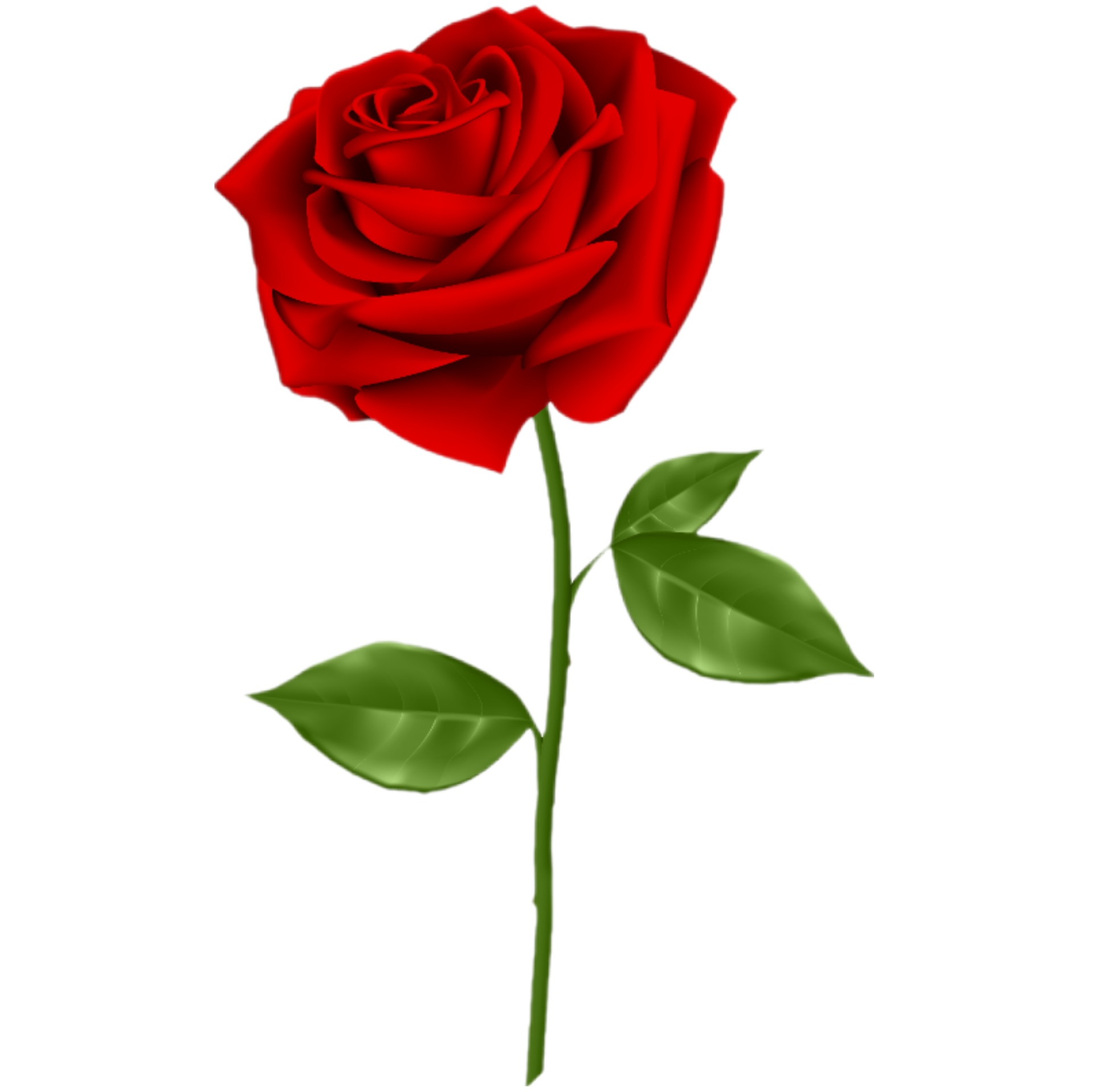 গোলাপ